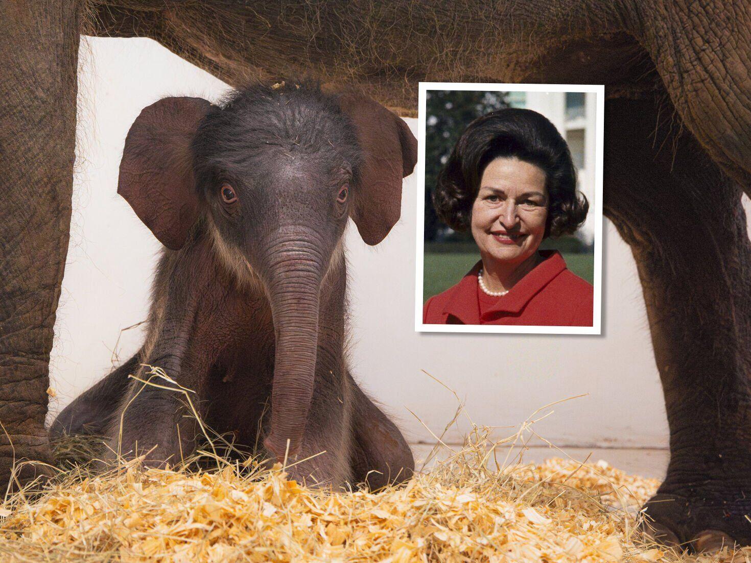Texas zoo names elephant after First Lady Lady Bird Johnson